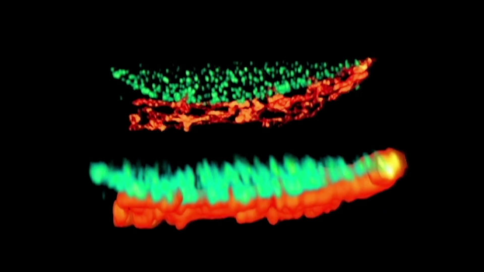Two-color EASY3D-STED image of Tubulin & Giantin